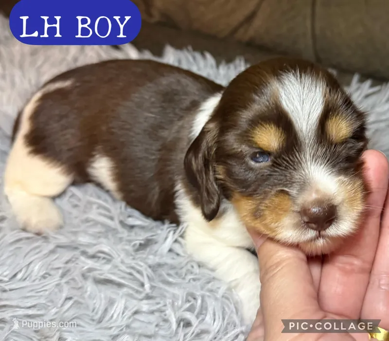 Cookie – Miniature Dachshund puppy for sale in San Antonio, TX