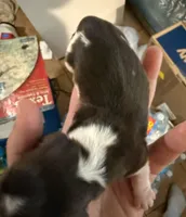 Cookie, a male Miniature Dachshund for sale in San Antonio, TX – Photo 2 of 4