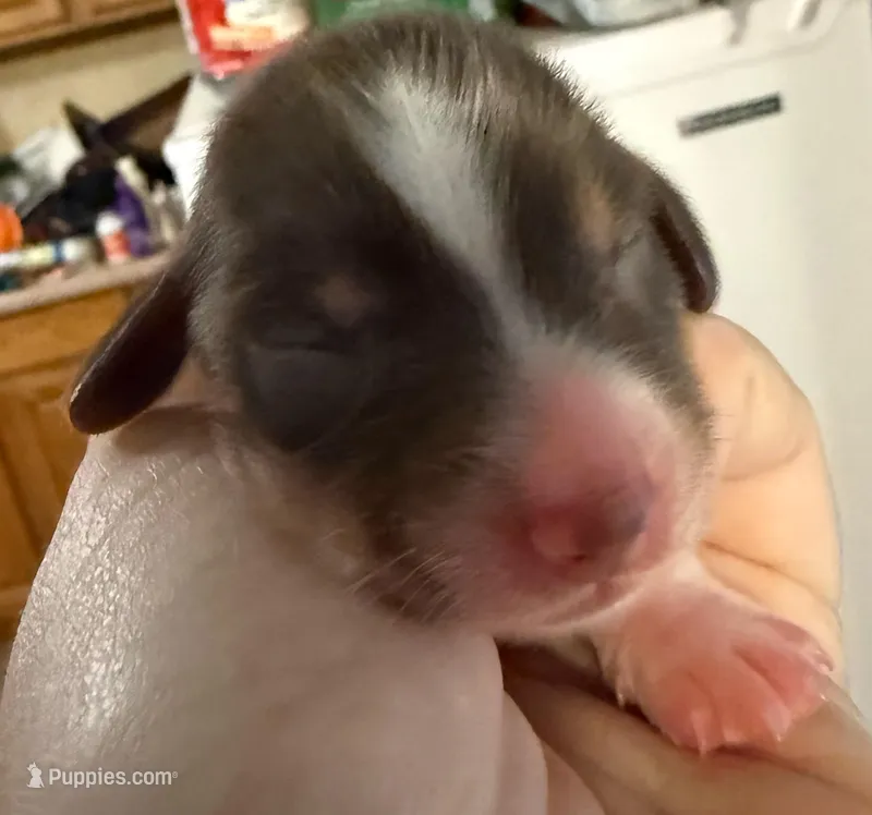 Cookie – Miniature Dachshund puppy for sale in San Antonio, TX