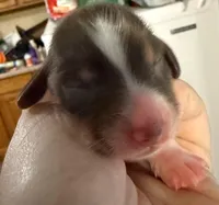 Cookie, a male Miniature Dachshund for sale in San Antonio, TX – Photo 1 of 4