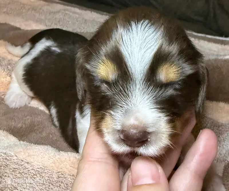 Cookie – Miniature Dachshund puppy for sale in San Antonio, TX