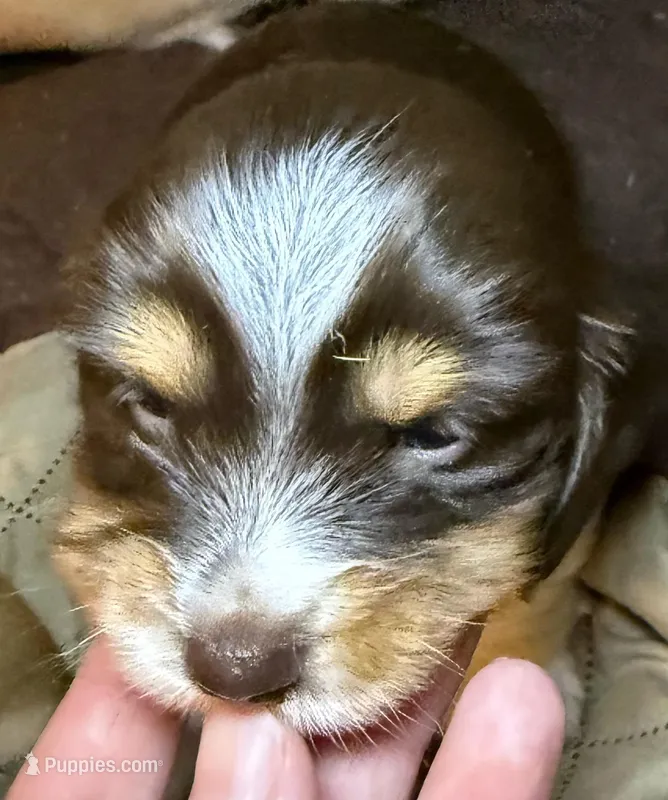 Cookie – Miniature Dachshund puppy for sale in San Antonio, TX