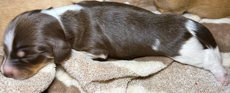 Cookie – Miniature Dachshund puppy for sale in San Antonio, TX