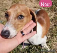 Cookie, a male Miniature Dachshund for sale in San Antonio, TX – Photo 4 of 4