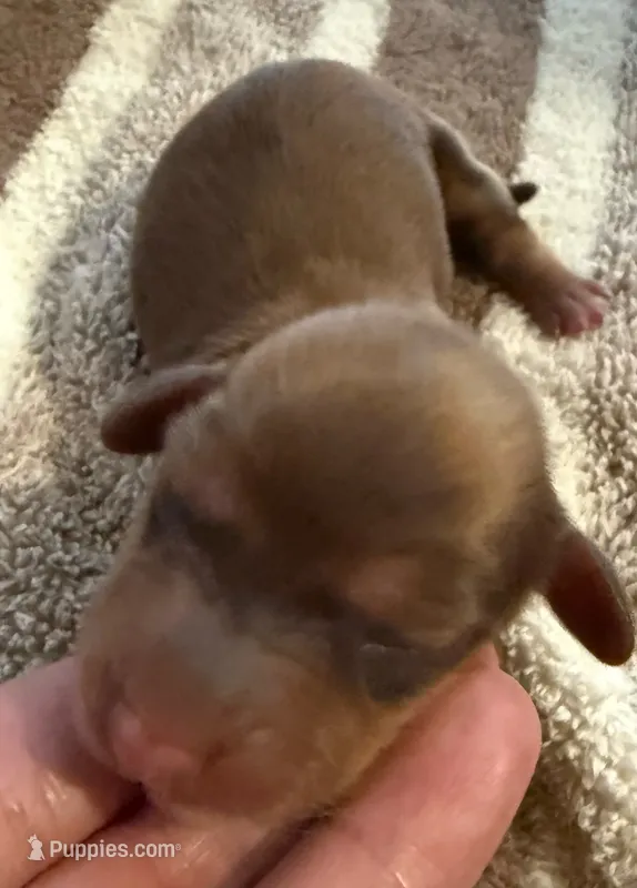 AKC LH Emma – Miniature Dachshund puppy for sale in San Antonio, TX