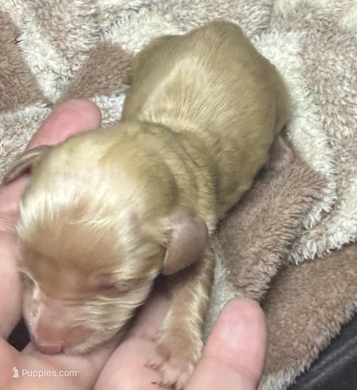 Vanilla – Miniature Dachshund puppy for sale in San Antonio, TX