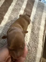 AKC LH Amelia, a female Miniature Dachshund for sale in San Antonio, TX – 2 of 5