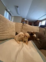 Yorkipoo, a male Yorkipoo for sale in Goldsboro, NC – 8 of 9