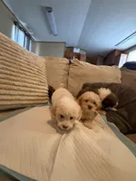 Yorkipoo, a male Yorkipoo for sale in Goldsboro, NC – 7 of 9