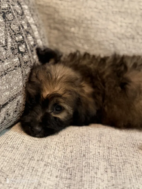 Yorkipoo – Yorkipoo puppy for sale in Goldsboro, NC