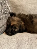 Yorkipoo, a male Yorkipoo for sale in Goldsboro, NC – 1 of 9