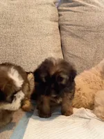 Yorkipoo, a male Yorkipoo for sale in Goldsboro, NC – 6 of 9