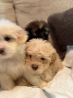 Yorkipoo, a male Yorkipoo for sale in Goldsboro, NC – 4 of 9