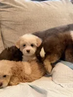 Yorkipoo, a male Yorkipoo for sale in Goldsboro, NC – 3 of 9