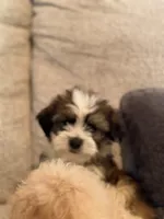 Yorkipoo, a male Yorkipoo for sale in Goldsboro, NC – 2 of 9