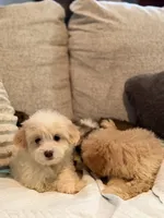 Yorkipoo, a male Yorkipoo for sale in Goldsboro, NC – 5 of 9