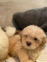 Yorkipoo, a male Yorkipoo for sale in Goldsboro, NC – 9 of 9