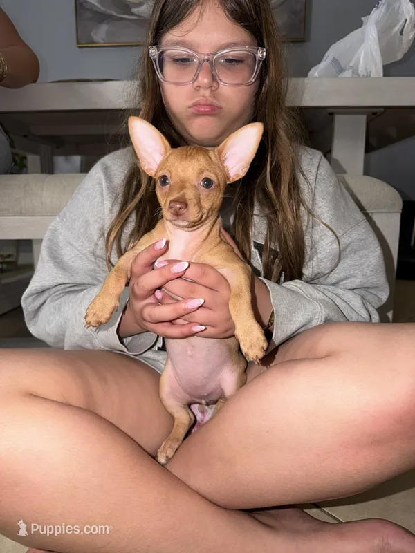 Lola – Chihuahua puppy for sale in Miami Gardens, FL