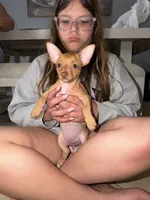 Lola, a female Chihuahua for sale in Miami Gardens, FL – 1 of 6