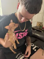 Lola, a female Chihuahua for sale in Miami Gardens, FL – 3 of 6