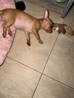 Lola, a female Chihuahua for sale in Miami Gardens, FL – 6 of 6