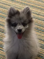 Lilo, a female Pomeranian for sale in Indianapolis, IN – 3 of 5