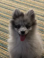 Lilo, a female Pomeranian for sale in Indianapolis, IN – 4 of 5