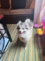 Lilo, a female Pomeranian for sale in Indianapolis, IN – 1 of 5