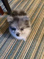 Lilo, a female Pomeranian for sale in Indianapolis, IN – 5 of 5