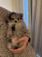 Lilo, a female Pomeranian for sale in Indianapolis, IN – 2 of 5