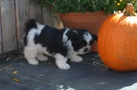 Ty, a male Shih Tzu for sale in Bernville, PA – 1 of 10