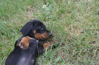Buster, a male Dachshund for sale in Bernville, PA – 6 of 10