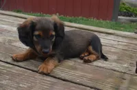 Buddy, a male Miniature Dachshund for sale in Bernville, PA – 4 of 10