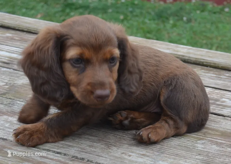 Lily – Miniature Dachshund puppy for sale in Bernville, PA