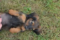Buddy, a male Miniature Dachshund for sale in Bernville, PA – 5 of 10