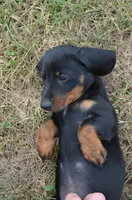 Buster, a male Dachshund for sale in Bernville, PA – 9 of 10