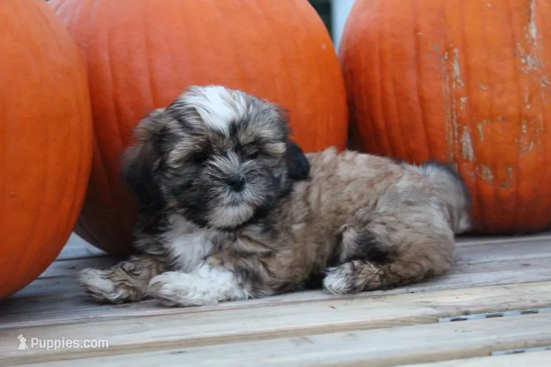 Lily – Shih Tzu puppy for sale in Bernville, PA