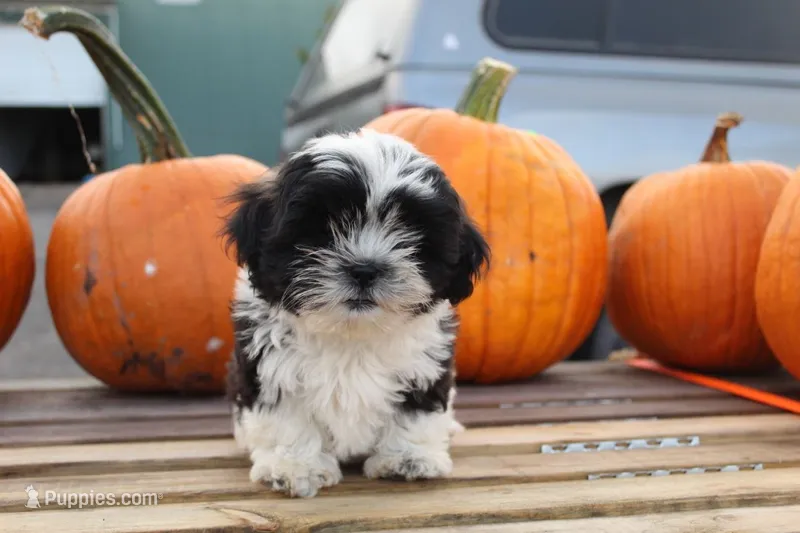 Mylie – Shih Tzu puppy for sale in Bernville, PA