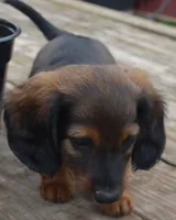Buddy, a male Dachshund for sale in Bernville, PA – 4 of 9