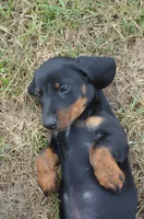 Buster, a male Miniature Dachshund for sale in Bernville, PA – 9 of 10