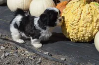 Mylie, a female Shih Tzu for sale in Bernville, PA – 5 of 9