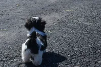 Mylie, a female Shih Tzu for sale in Bernville, PA – 3 of 9