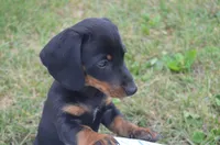 Buster, a male Dachshund for sale in Bernville, PA – 5 of 10