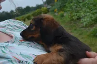 Buddy, a male Miniature Dachshund for sale in Bernville, PA – 6 of 10