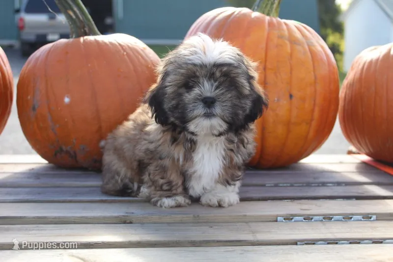 Lily – Shih Tzu puppy for sale in Bernville, PA