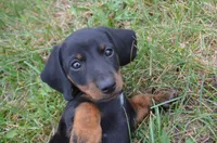 Buster, a male Dachshund for sale in Bernville, PA – 2 of 10