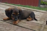Buddy, a male Dachshund for sale in Bernville, PA – 9 of 9