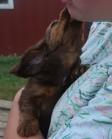 Lily, a female Dachshund for sale in Bernville, PA – 2 of 10