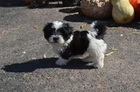 Mylie, a female Shih Tzu for sale in Bernville, PA – 1 of 9