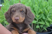 Dexter, a male Dachshund for sale in Bernville, PA – 2 of 9